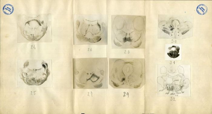 Illustrazioni per Besta, "Ueber die zerebro-zerebellaren Bahnen. Experimentelle Untersuchungen", 1912 (Archivio dell’Istituto Besta, inv. BST_219_04)
