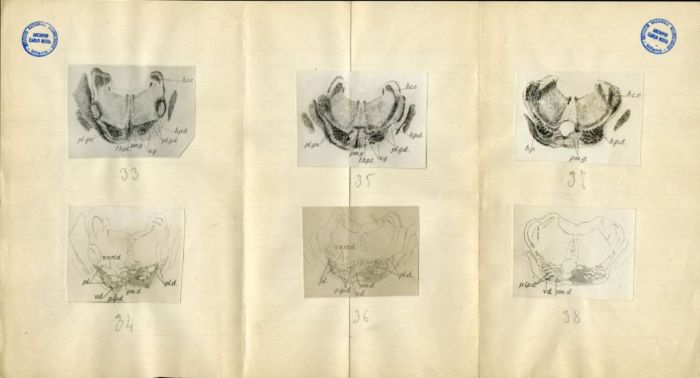 Illustrazioni per Besta, "Ueber die zerebro-zerebellaren Bahnen. Experimentelle Untersuchungen", 1912 (Archivio dell’Istituto Besta, inv. BST_219_05)