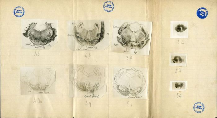 Illustrazioni per Besta, "Ueber die zerebro-zerebellaren Bahnen. Experimentelle Untersuchungen", 1912 (Archivio dell’Istituto Besta, inv. BST_219_07)