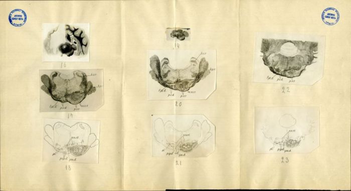 Illustrazioni per Besta, "Ueber die zerebro-zerebellaren Bahnen. Experimentelle Untersuchungen", 1912 (Archivio dell’Istituto Besta, inv. BST_219_03)