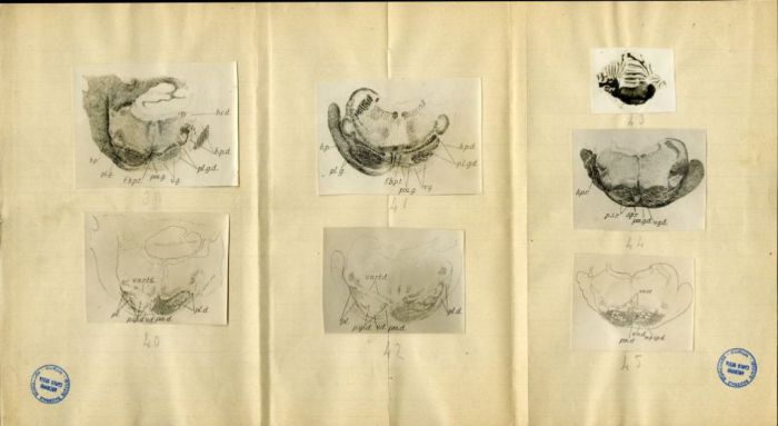 Illustrazioni per Besta, "Ueber die zerebro-zerebellaren Bahnen. Experimentelle Untersuchungen", 1912 (Archivio dell’Istituto Besta, inv. BST_219_06)