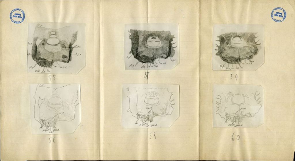 Illustrazioni per Besta, "Ueber die zerebro-zerebellaren Bahnen. Experimentelle Untersuchungen", 1912 (Archivio dell’Istituto Besta, inv. BST_219_08)