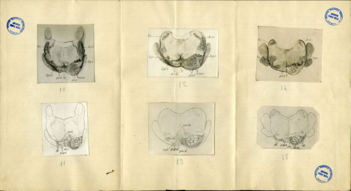 Illustrazioni per Besta, "Ueber die zerebro-zerebellaren Bahnen. Experimentelle Untersuchungen", 1912 (Archivio dell’Istituto Besta, inv. BST_219_02)