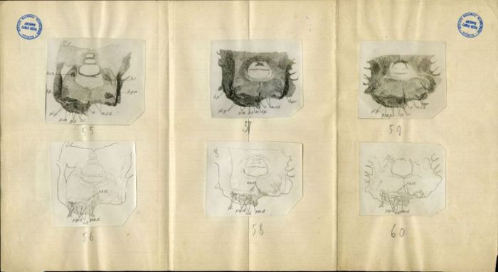 Illustrazioni per Besta, "Ueber die zerebro-zerebellaren Bahnen. Experimentelle Untersuchungen", 1912 (Archivio dell’Istituto Besta, inv. BST_219_08)