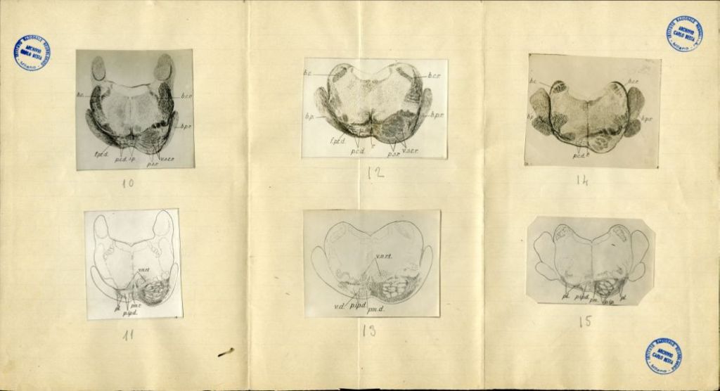 Illustrazioni per Besta, "Ueber die zerebro-zerebellaren Bahnen. Experimentelle Untersuchungen", 1912 (Archivio dell’Istituto Besta, inv. BST_219_02)