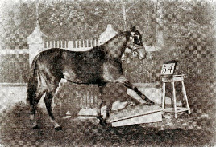 “Il cavallo Zarif davanti alla tavola numerica” (dal libro di Karl Krall "Denkende Tiere", 1912, p. 92)