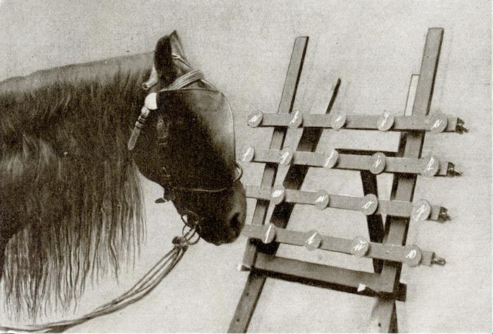 “Hans davanti alla macchina da scrivere. La visuale non è ostruita dai paraocchi” (dal libro di Karl Krall "Denkende Tiere", 1912, p. 371)