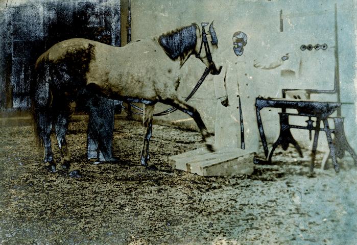 Giulio Cesare Ferrari durante un esperimento con un cavallo (Archivio Ferrari, Aspi-Università di Milano-Bicocca)