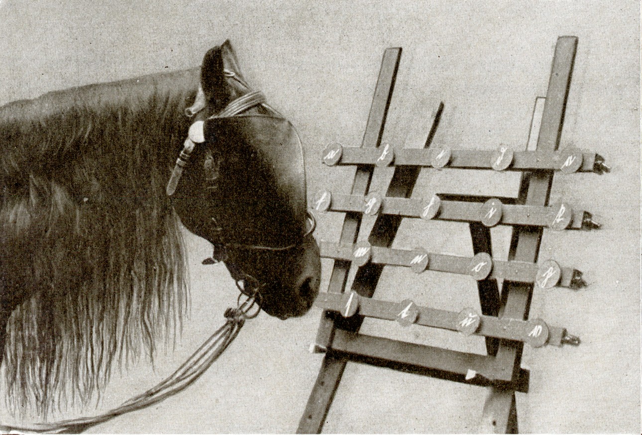 “Hans davanti alla macchina da scrivere. La visuale non è ostruita dai paraocchi” (dal libro di Karl Krall "Denkende Tiere", 1912, p. 371)