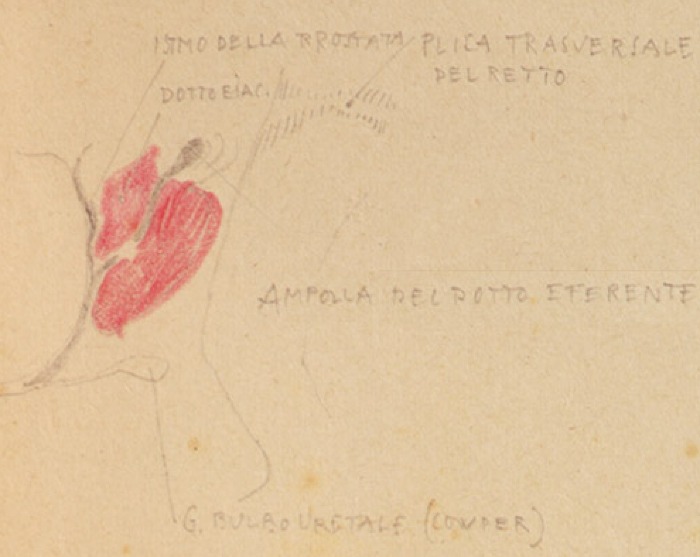 Disegno anatomico presente negli appunti di Vittorio Benussi (Aspi, fondo Benussi)