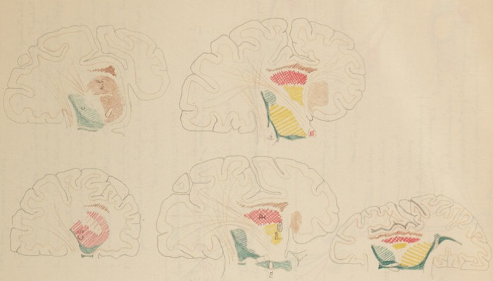 Disegno anatomico presente negli appunti di Vittorio Benussi (Aspi, fondo Benussi)