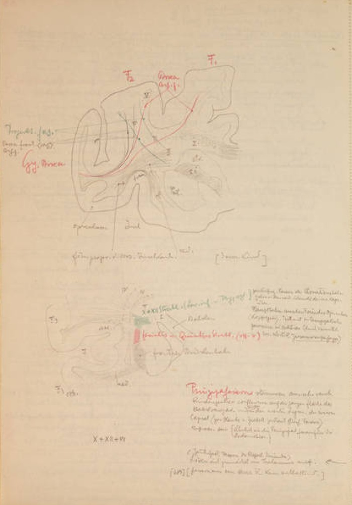 Disegno anatomico presente negli appunti di Vittorio Benussi (Aspi, fondo Benussi)