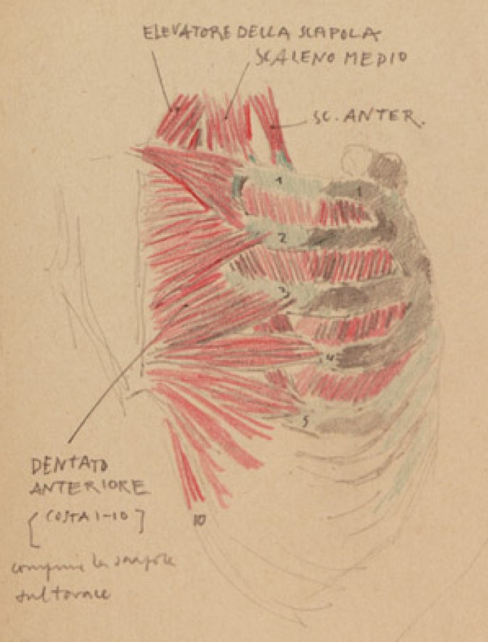 Disegno anatomico presente negli appunti di Vittorio Benussi (Aspi, fondo Benussi)