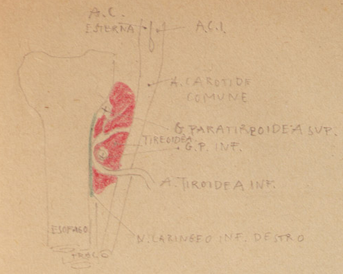 Disegno anatomico presente negli appunti di Vittorio Benussi (Aspi, fondo Benussi)