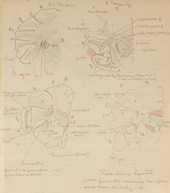Disegno anatomico presente negli appunti di Vittorio Benussi (Aspi, fondo Benussi)