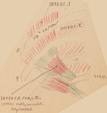 Disegno anatomico presente negli appunti di Vittorio Benussi (Aspi, fondo Benussi)