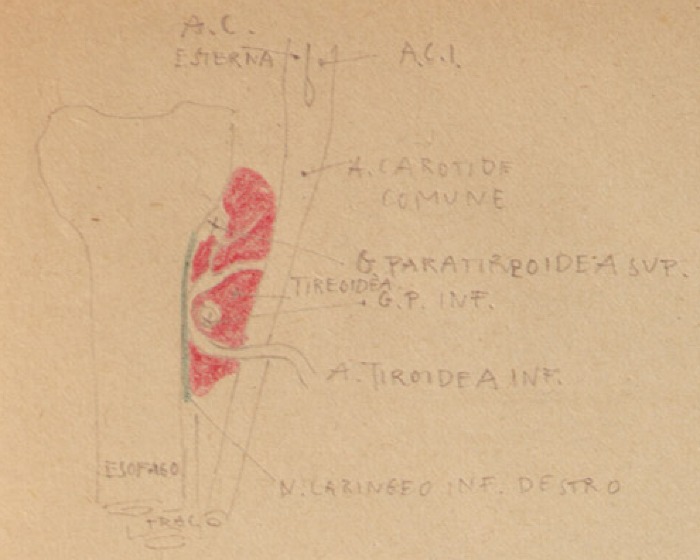 Disegno anatomico presente negli appunti di Vittorio Benussi (Aspi, fondo Benussi)