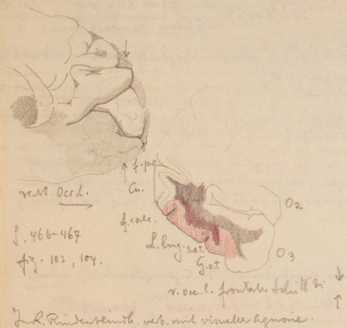 Disegno anatomico presente negli appunti di Vittorio Benussi (Aspi, fondo Benussi)