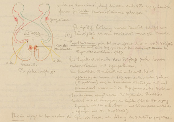Disegno anatomico presente negli appunti di Vittorio Benussi (Aspi, fondo Benussi)