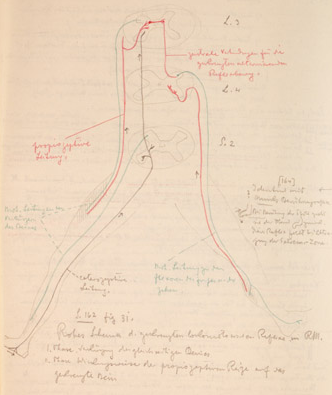 Disegno anatomico presente negli appunti di Vittorio Benussi (Aspi, fondo Benussi)