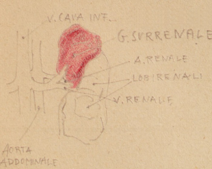 Disegno anatomico presente negli appunti di Vittorio Benussi (Aspi, fondo Benussi)