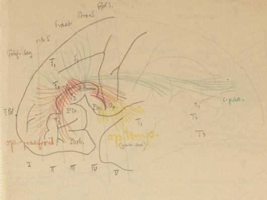 Disegno anatomico presente negli appunti di Vittorio Benussi (Aspi, fondo Benussi)