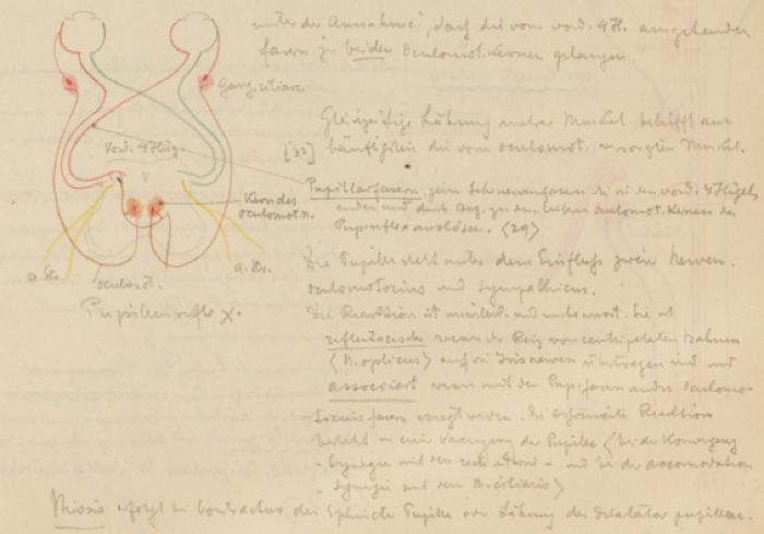 Disegno anatomico presente negli appunti di Vittorio Benussi (Aspi, fondo Benussi)