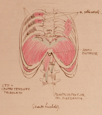 Disegno anatomico presente negli appunti di Vittorio Benussi (Aspi, fondo Benussi)