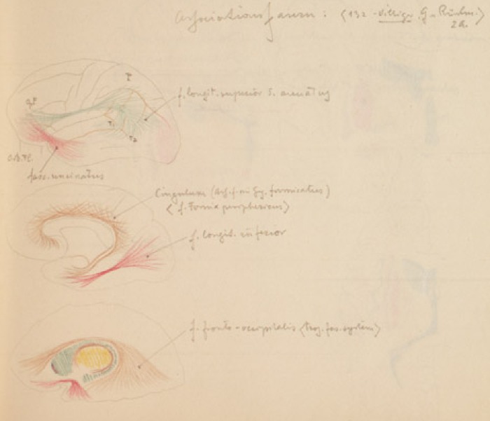 Disegno anatomico presente negli appunti di Vittorio Benussi (Aspi, fondo Benussi)