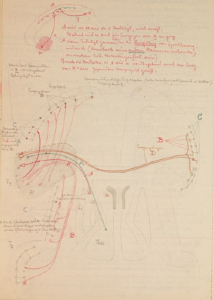 Disegno anatomico presente negli appunti di Vittorio Benussi (Aspi, fondo Benussi)