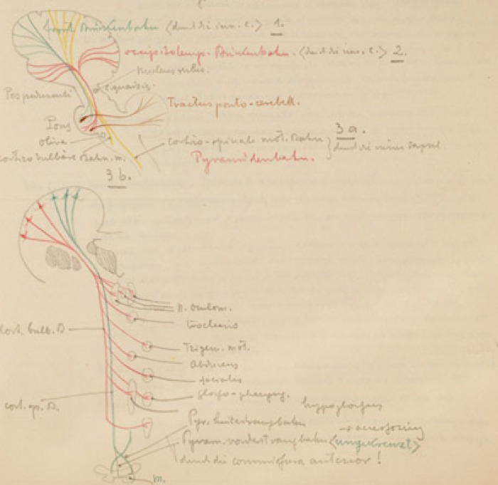 Disegno anatomico presente negli appunti di Vittorio Benussi (Aspi, fondo Benussi)
