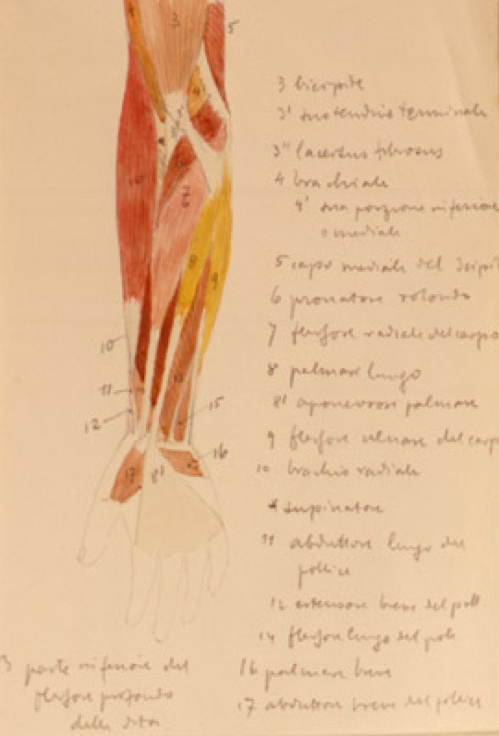 Disegno anatomico presente negli appunti di Vittorio Benussi (Aspi, fondo Benussi)
