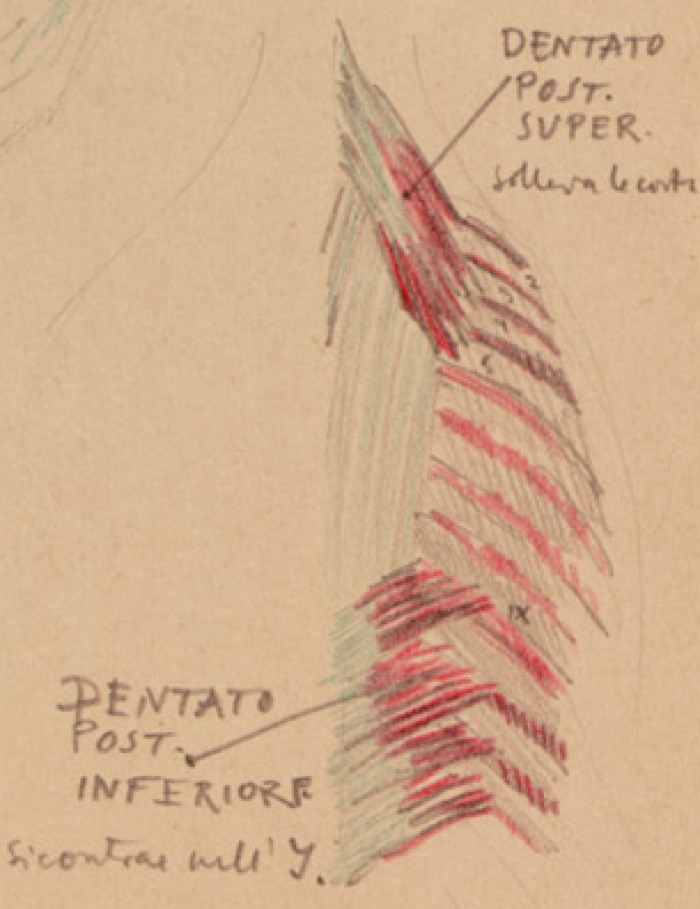 Disegno anatomico presente negli appunti di Vittorio Benussi (Aspi, fondo Benussi)