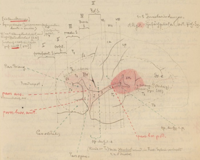 Disegno anatomico presente negli appunti di Vittorio Benussi (Aspi, fondo Benussi)