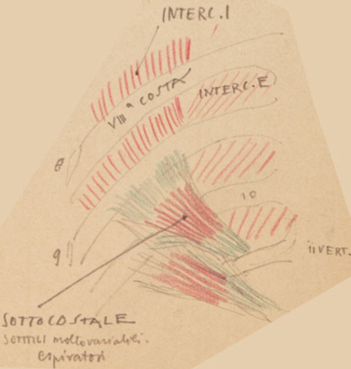 Disegno anatomico presente negli appunti di Vittorio Benussi (Aspi, fondo Benussi)