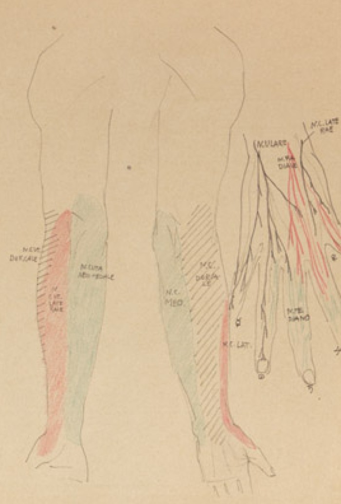 Disegno anatomico presente negli appunti di Vittorio Benussi (Aspi, fondo Benussi)