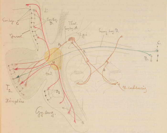 Disegno anatomico presente negli appunti di Vittorio Benussi (Aspi, fondo Benussi)