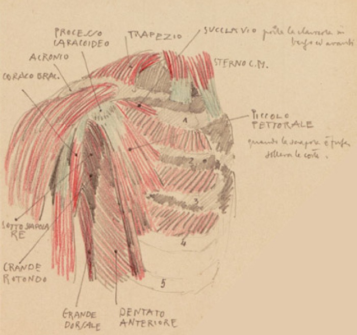Disegno anatomico presente negli appunti di Vittorio Benussi (Aspi, fondo Benussi)