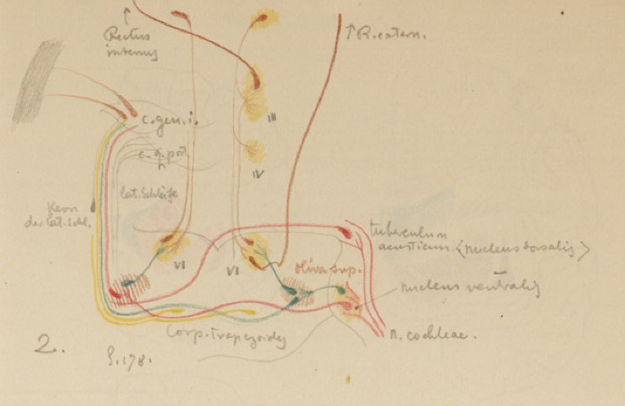 Disegno anatomico presente negli appunti di Vittorio Benussi (Aspi, fondo Benussi)