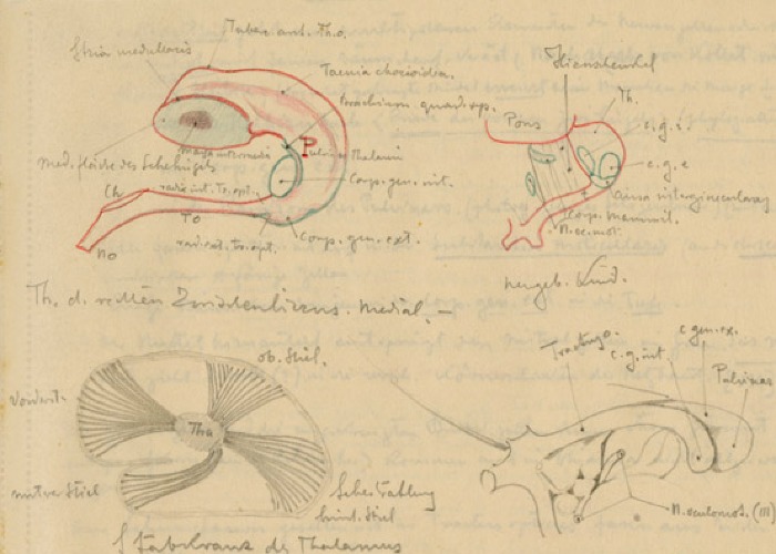 Disegno anatomico presente negli appunti di Vittorio Benussi (Aspi, fondo Benussi)