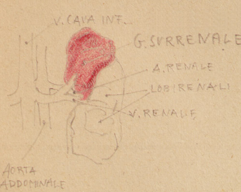 Disegno anatomico presente negli appunti di Vittorio Benussi (Aspi, fondo Benussi)