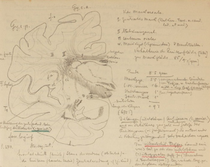 Disegno anatomico presente negli appunti di Vittorio Benussi (Aspi, fondo Benussi)