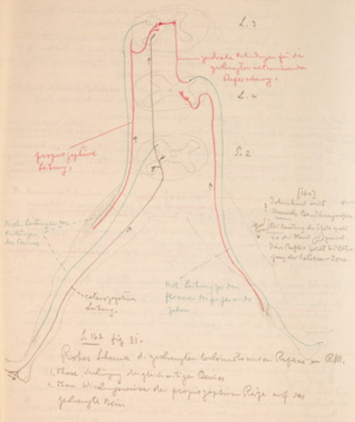 Disegno anatomico presente negli appunti di Vittorio Benussi (Aspi, fondo Benussi)