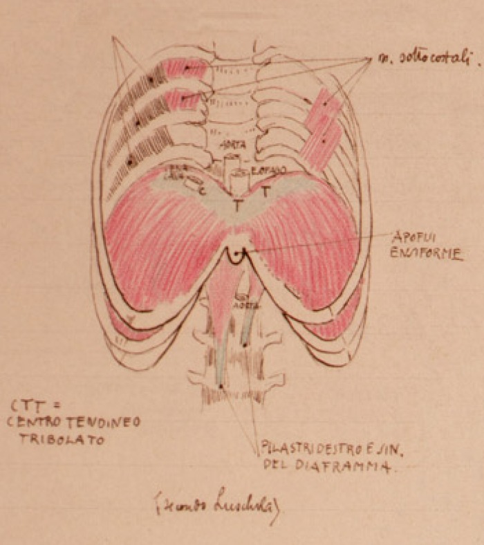 Disegno anatomico presente negli appunti di Vittorio Benussi (Aspi, fondo Benussi)