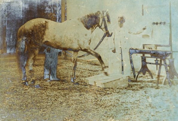 Giulio Cesare Ferrari durante un esperimento con un cavallo