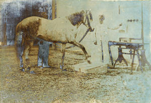 Giulio Cesare Ferrari durante un esperimento con un cavallo (Fondo Ferrari, Aspi-Università di Milano-Bicocca)