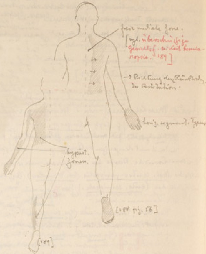 Disegno anatomico presente negli appunti di Vittorio Benussi (Aspi, fondo Benussi)