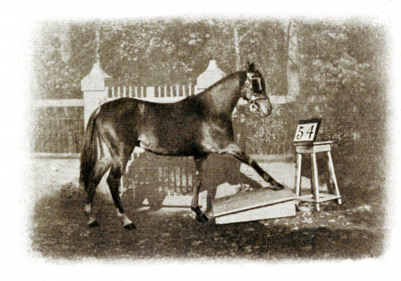 Immagine dal libro di Karl Krall Denkende Tiere (1912)